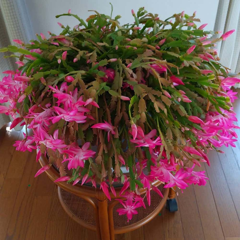 Photo of the plant species Christmas Cactus on Greg, the plant care app