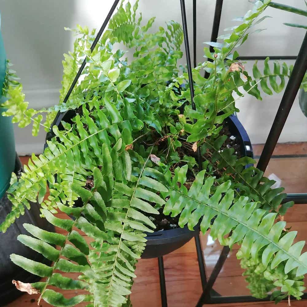 Photo of the plant species Christmas Fern on Greg, the plant care app