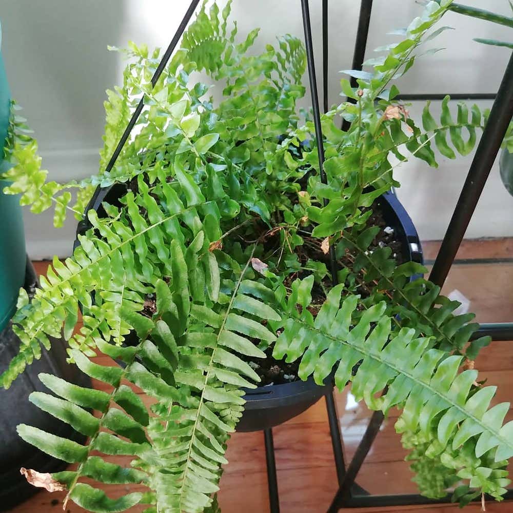 Photo of the plant species Polystichum Acrostichoides on Greg, the plant care app