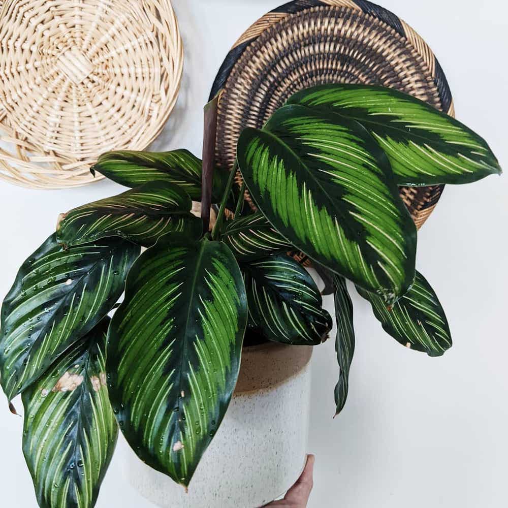 Photo of the plant species Calathea 'Beauty Star' on Greg, the plant care app