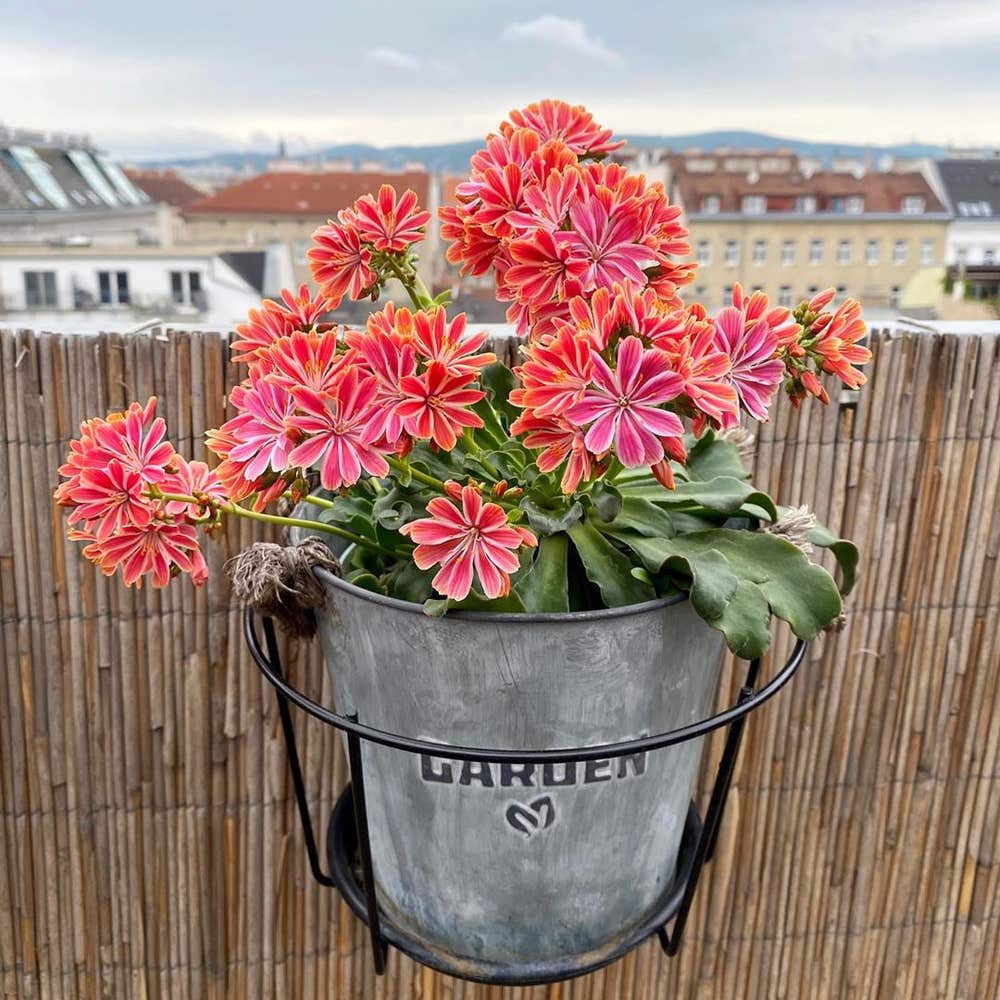 Personalized Lewisia Cotyledon Care: Water, Light, Nutrients | Greg