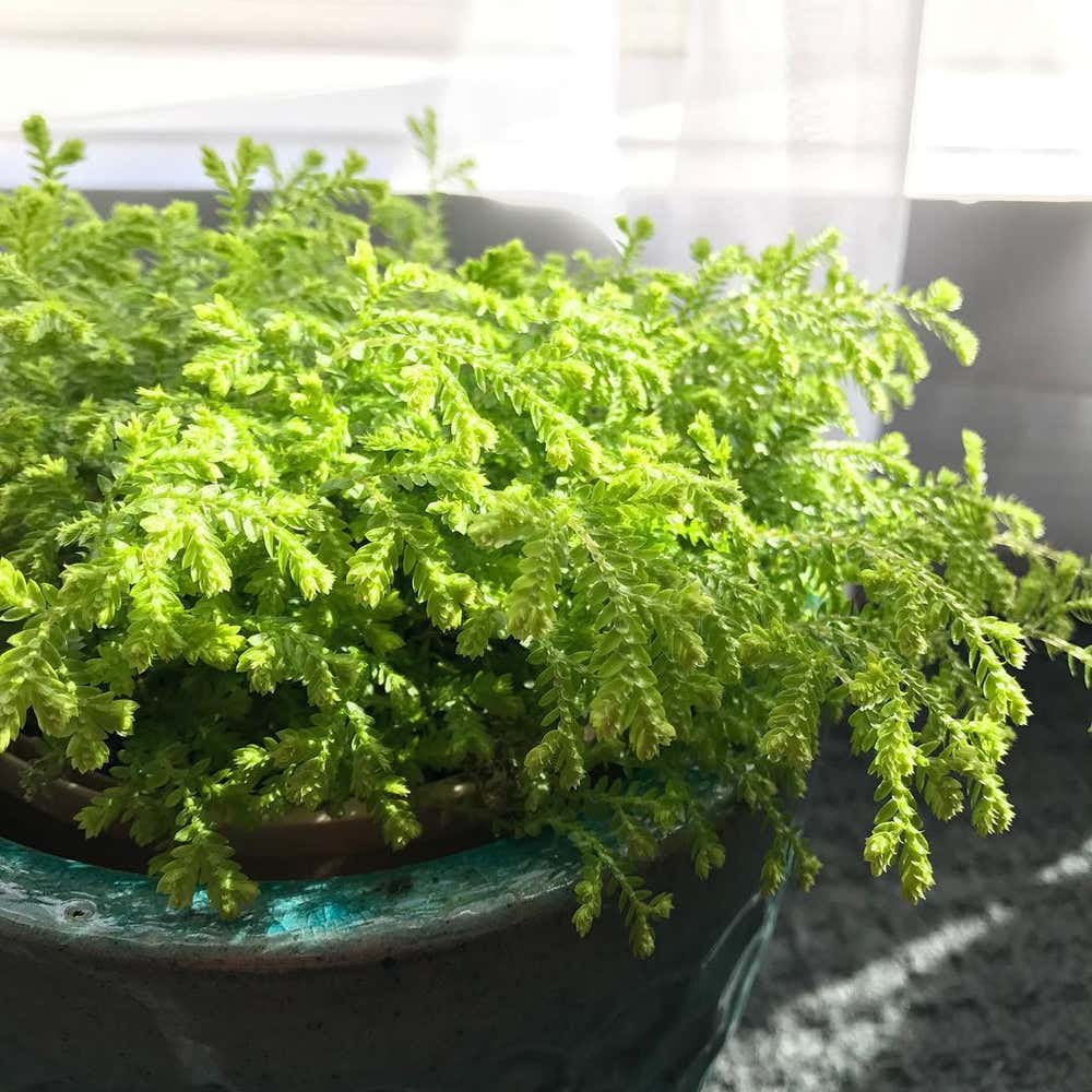 1. Before you plant anything, cover your pots with moss.