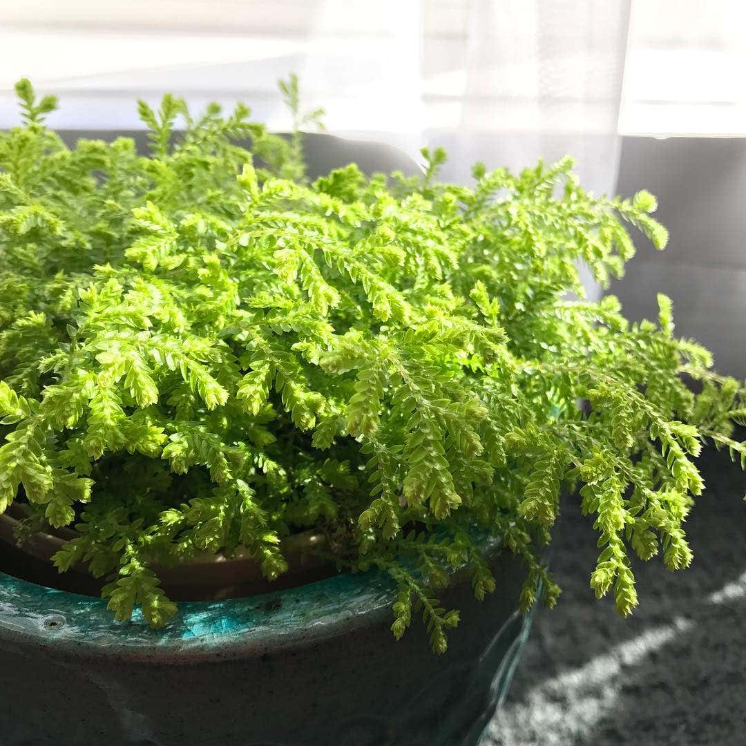 moss plant