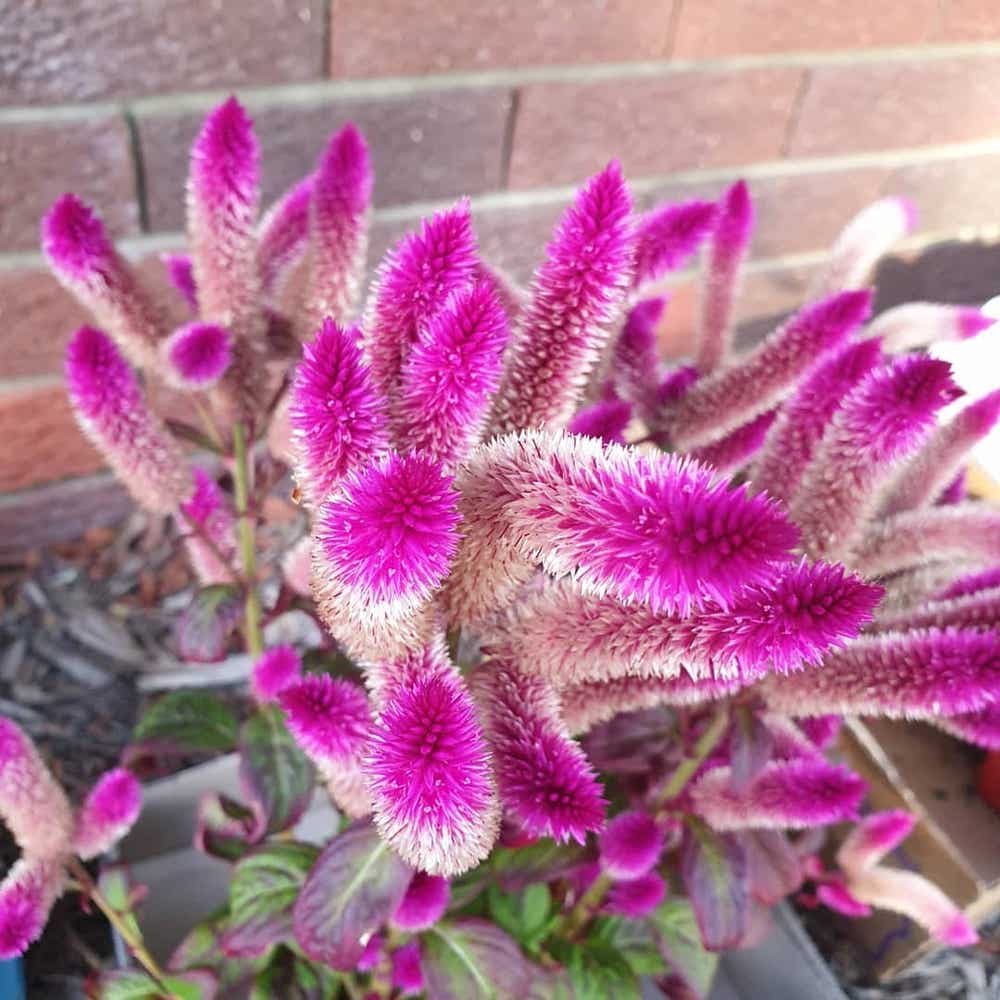 Photo of the plant species Cockscomb on Greg, the plant care app