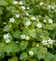 Calculate water needs of Common Chickweed