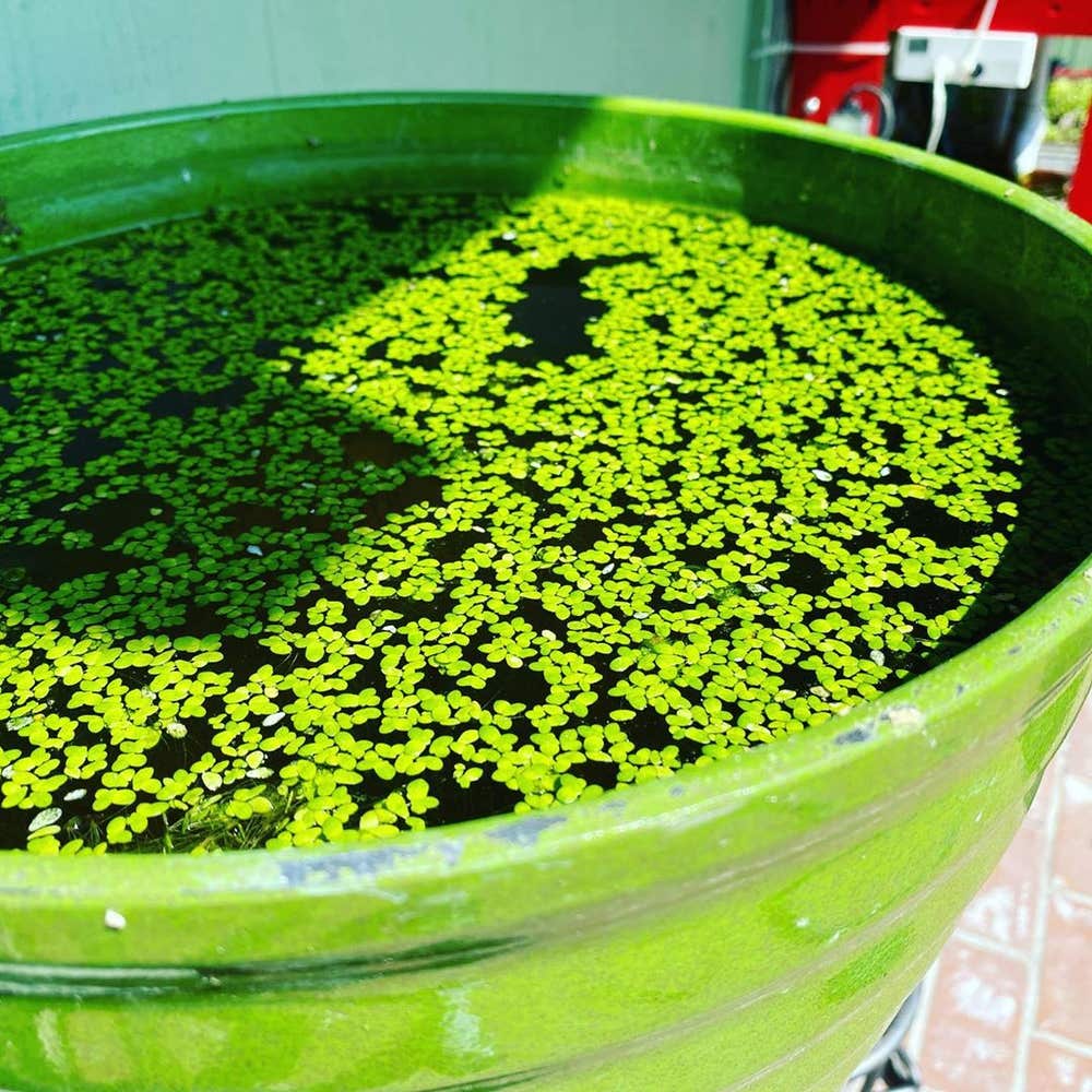 Photo of the plant species Lesser Duckweed on Greg, the plant care app