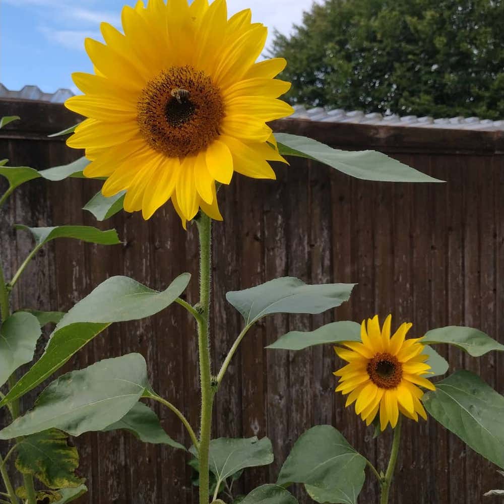 Photo of the plant species Helianthus Annuus on Greg, the plant care app