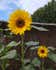 Calculate water needs of Helianthus Annuus