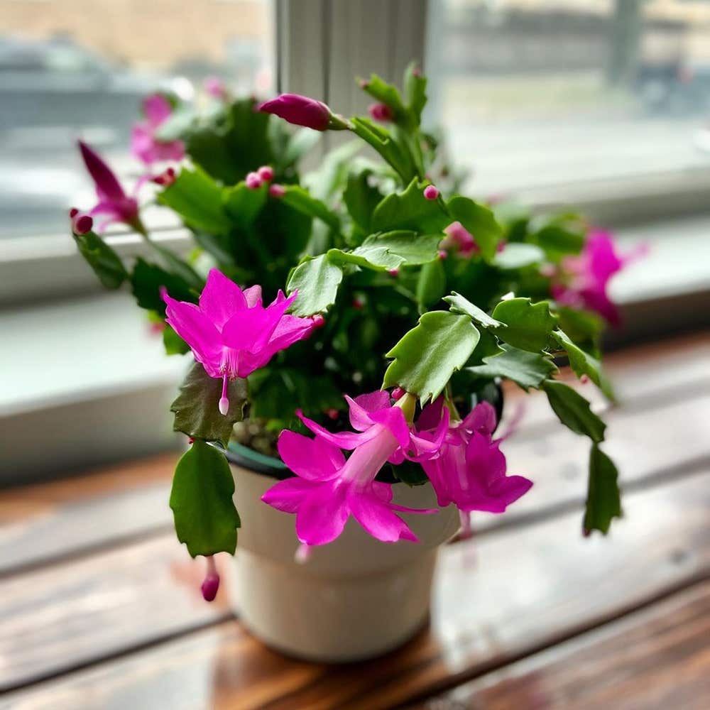 Photo of the plant species Thanksgiving Cactus on Greg, the plant care app