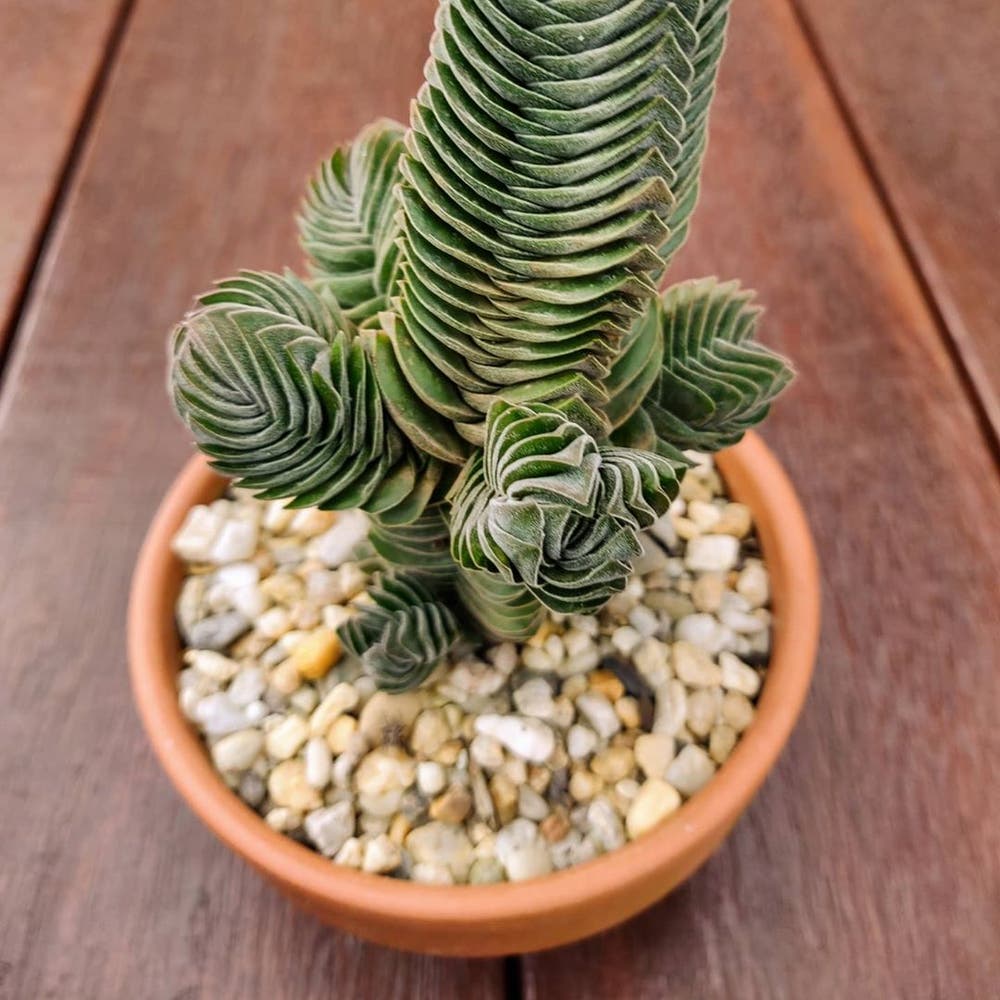 Photo of the plant species Crassula 'Buddha's Temple' on Greg, the plant care app