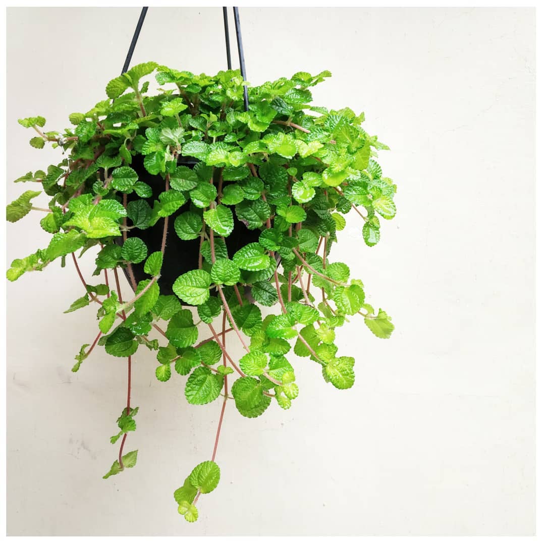 Image of Creeping Charlie plant growing in a pot