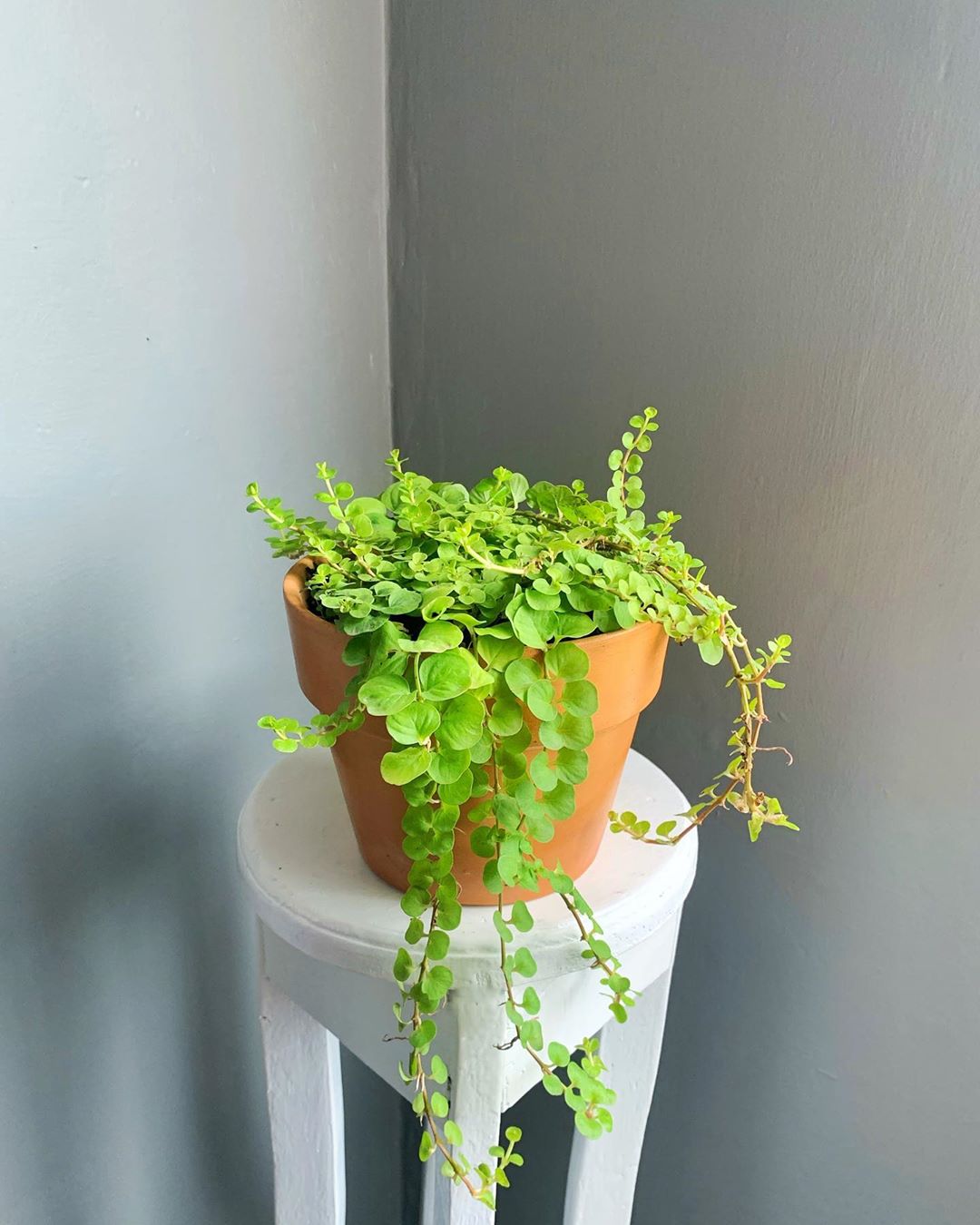 personalized creeping jenny care: water, light, nutrients | greg app