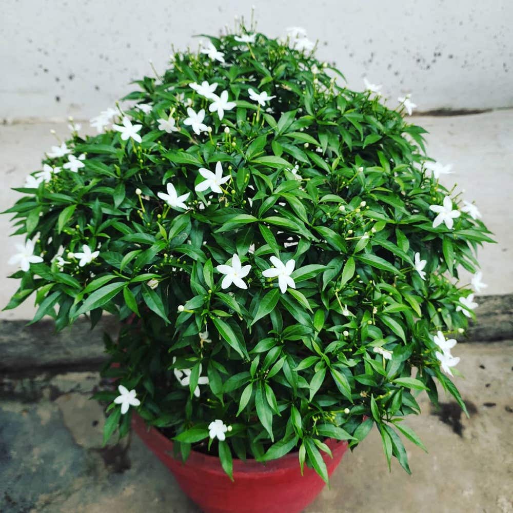 Photo of the plant species Crepe Jasmine on Greg, the plant care app