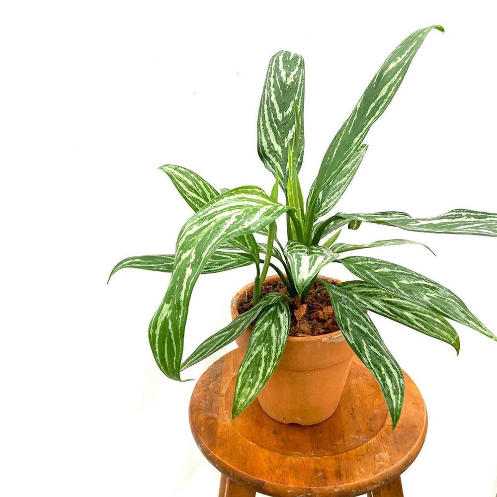Photo of the plant species Crete Aglaonema on Greg, the plant care app