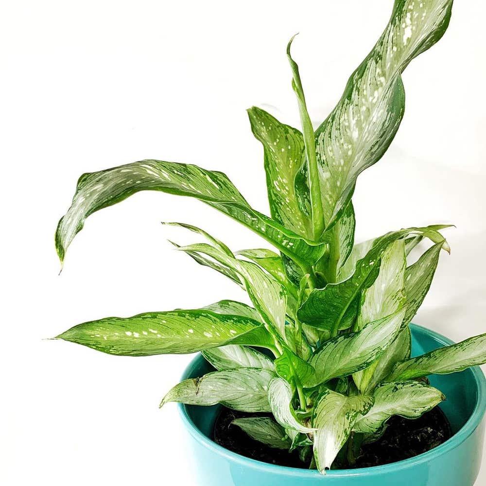 Photo of the plant species Dieffenbachia on Greg, the plant care app