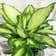 Calculate water needs of Dieffenbachia 'Camille'