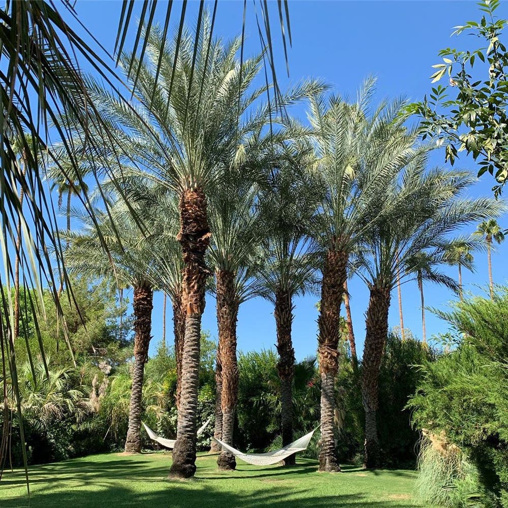 Photo of the plant species Date Palm Tree on Greg, the plant care app