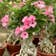 Calculate water needs of Desert Rose Plant