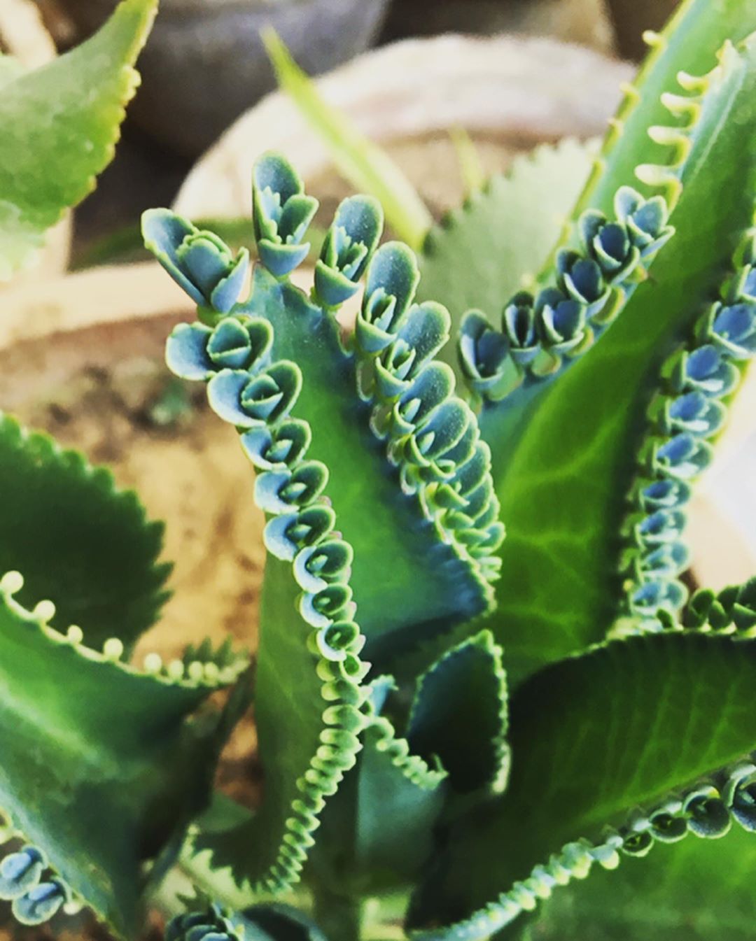 Mother of Thousands Care 101 Water, Light & Growing Tips