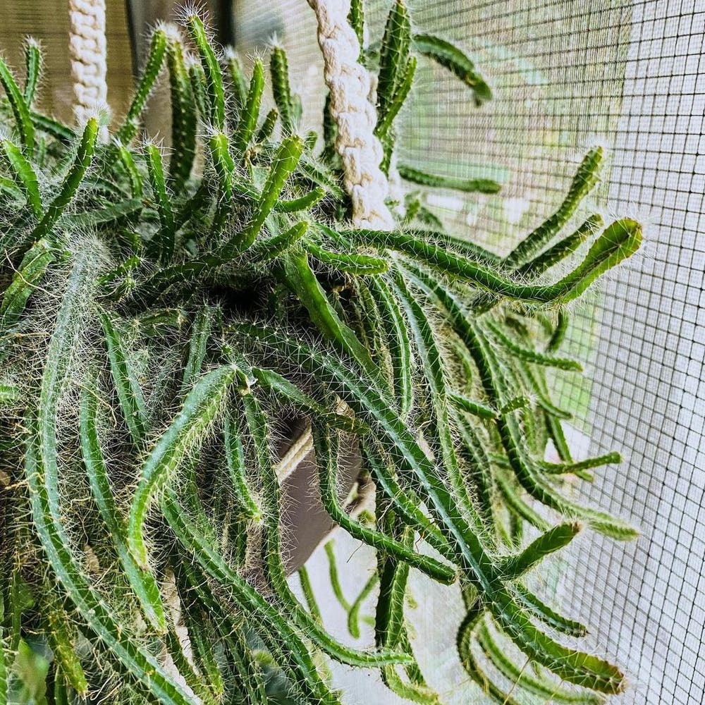 How to Care for Dog Tail Cactus: Mastering Water, Sunlight & More