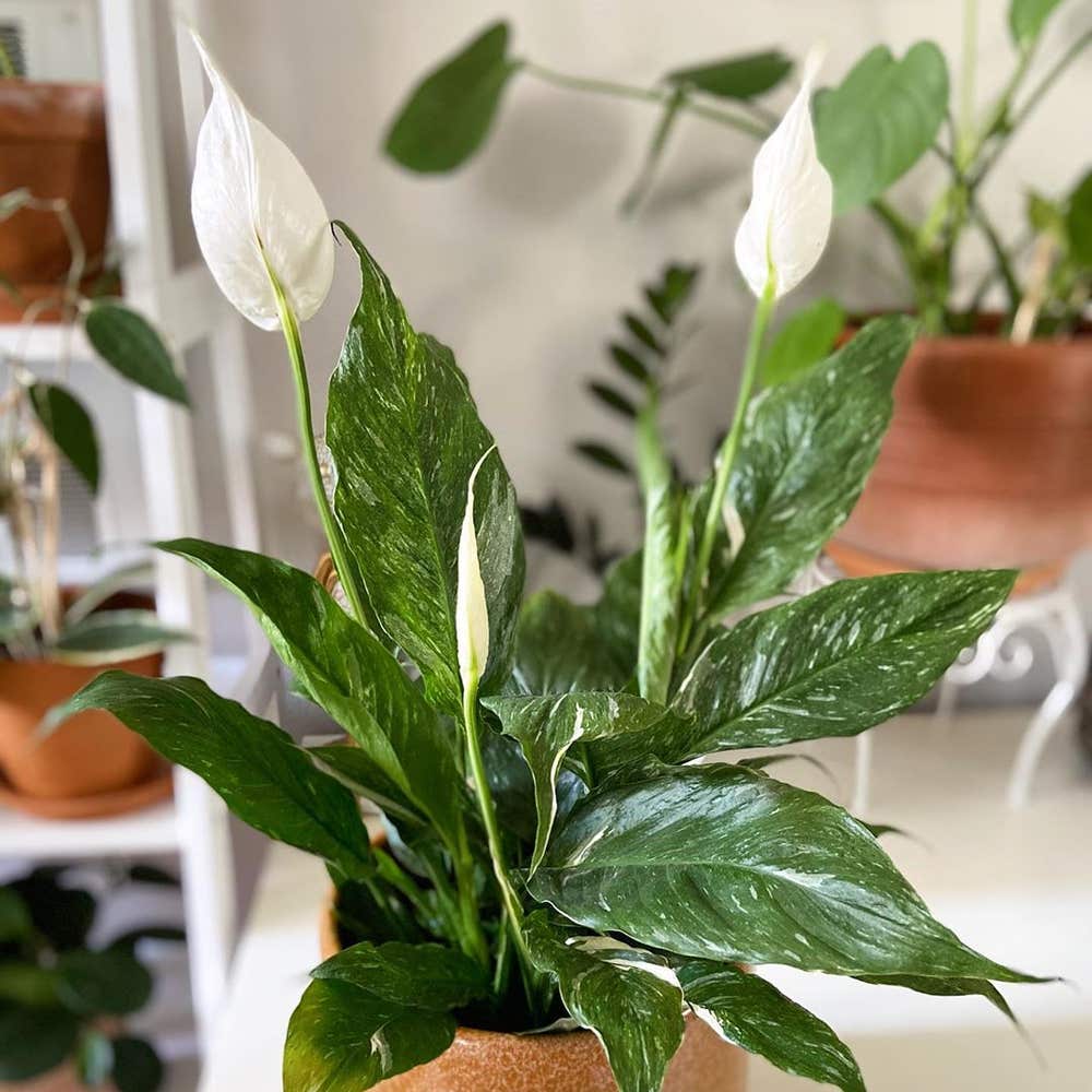 Photo of the plant species Domino Peace Lily on Greg, the plant care app
