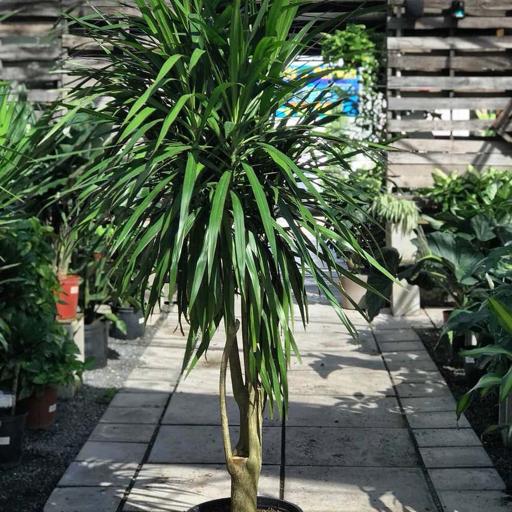 Photo of the plant species Dracaena 'Tarzan' on Greg, the plant care app
