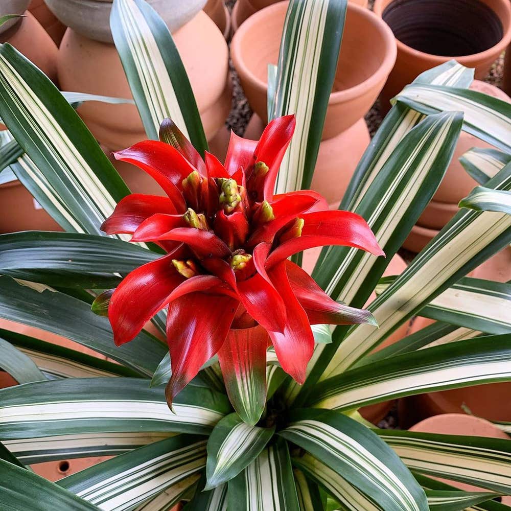 Photo of the plant species Orange Star on Greg, the plant care app