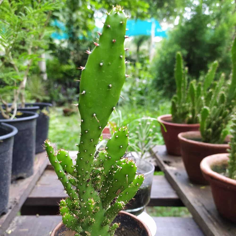 Photo of the plant species Cochineal Prickly Pear on Greg, the plant care app