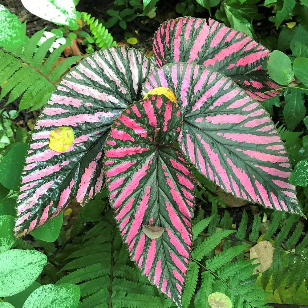 Photo of the plant species Exotica Begonia on Greg, the plant care app