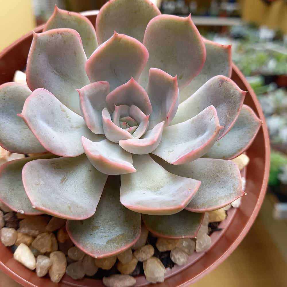 Photo of the plant species Echeveria 'Orion' on Greg, the plant care app