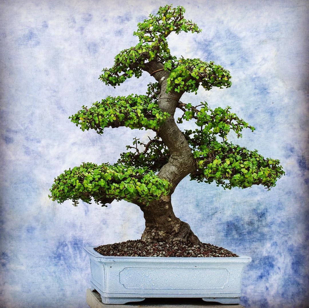 How to Care for Elephant Bush Mastering Water, Sunlight & More