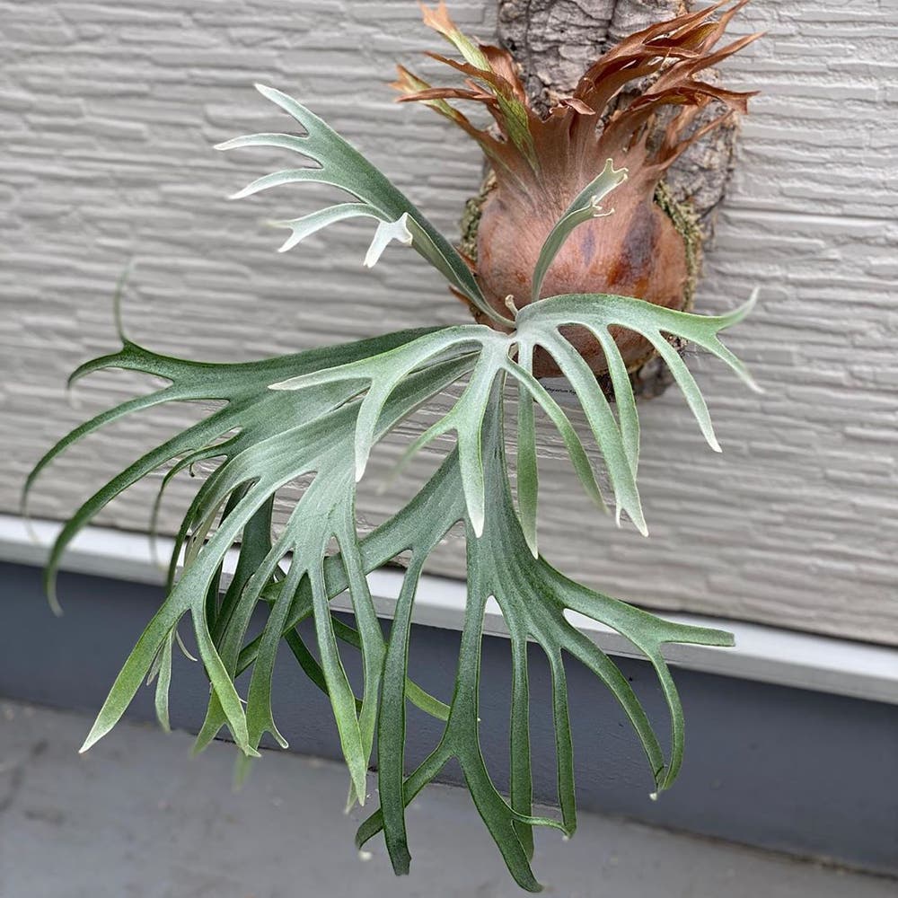 Photo of the plant species Elkhorn Fern on Greg, the plant care app