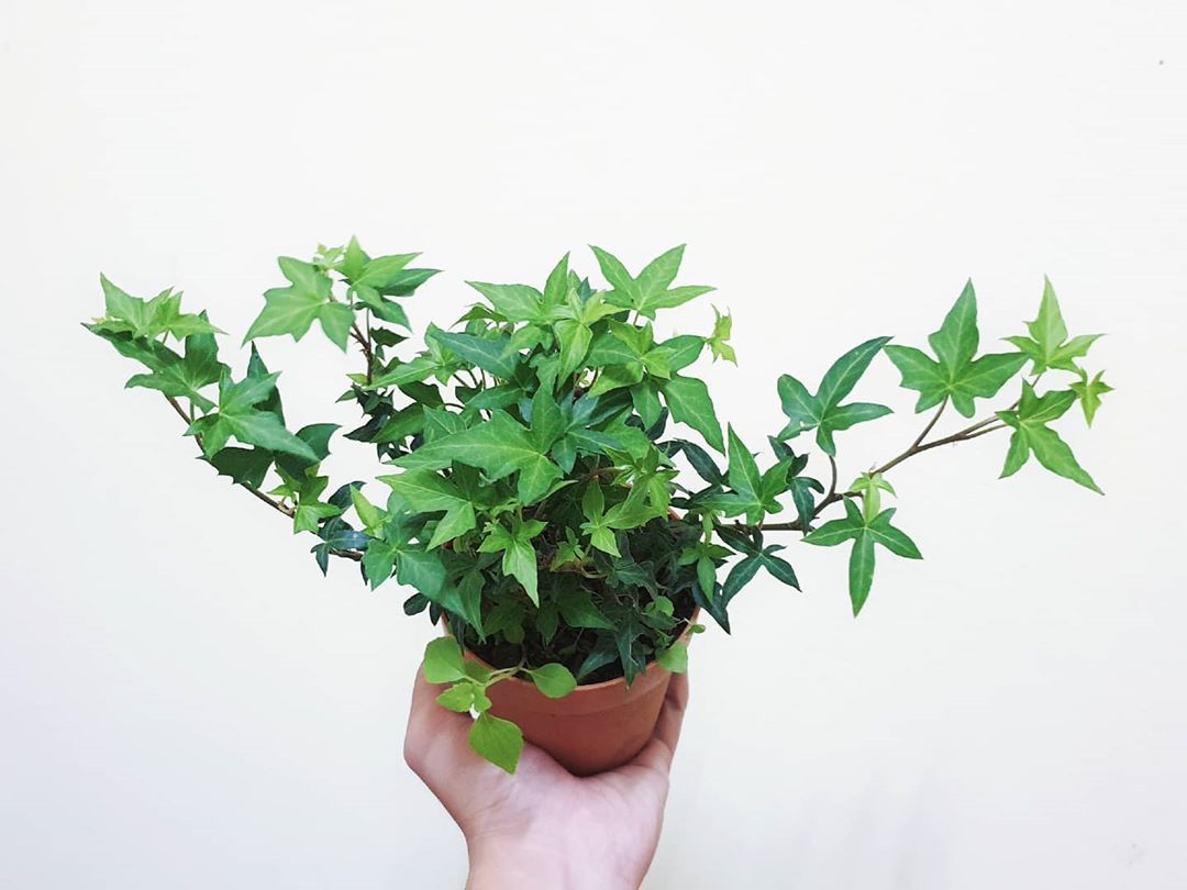 Is English Ivy Safe For Dogs