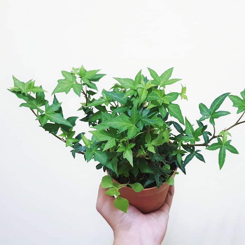English Ivy Small Leaf, 6 Pot