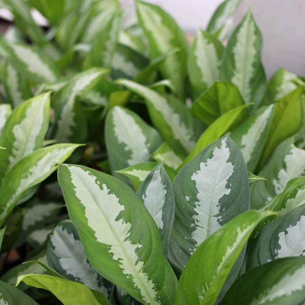 Photo of the plant species Aglaonema 'Ernesto's Favorite' on Greg, the plant care app
