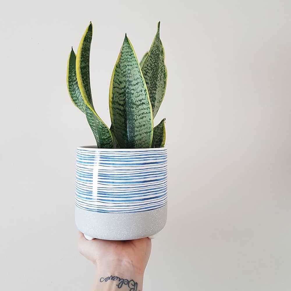 Photo of the plant species Futura Superba Snake Plant on Greg, the plant care app