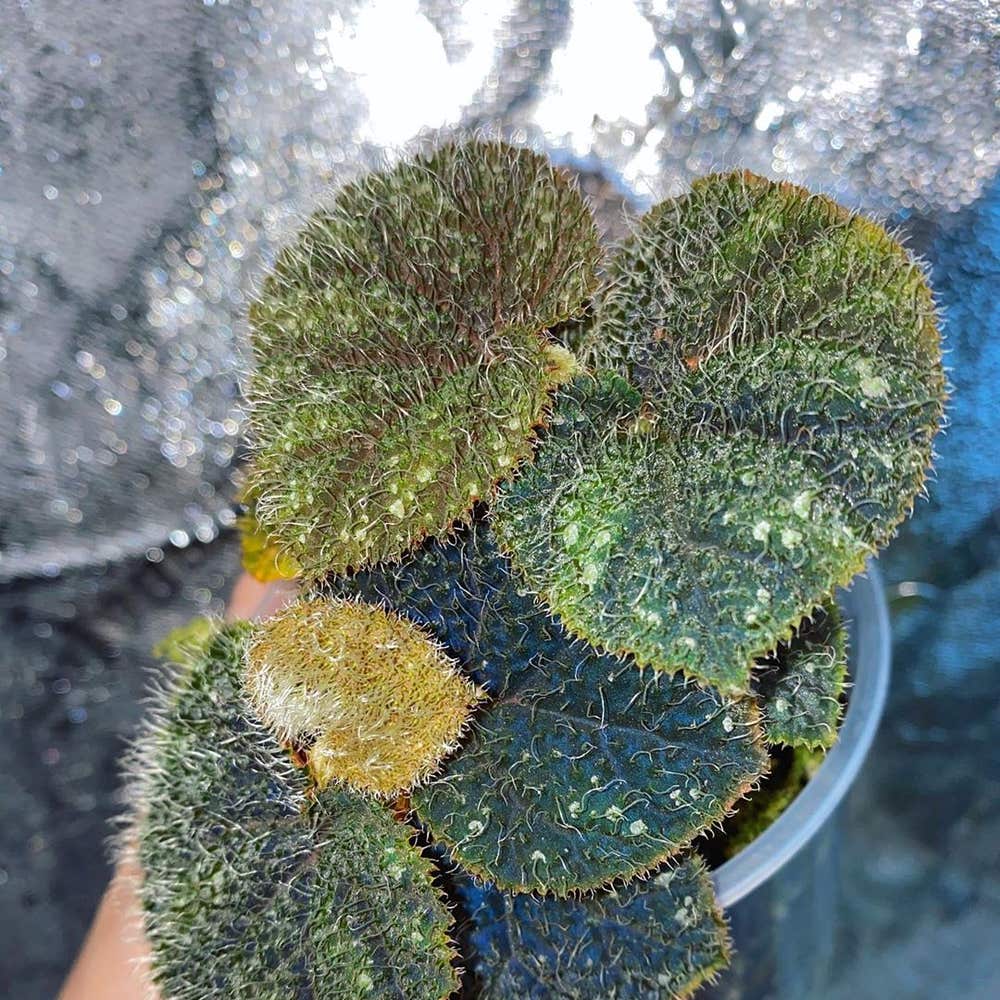 Photo of the plant species Fuzzy Begonia on Greg, the plant care app