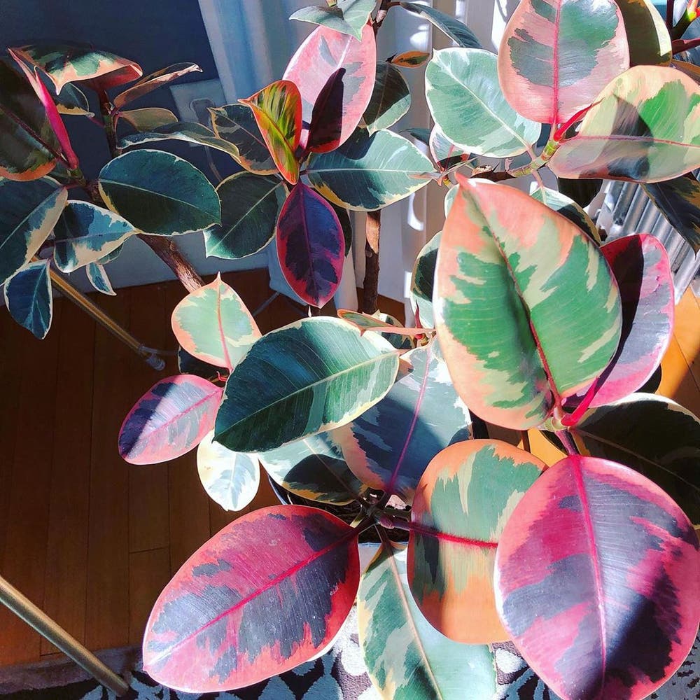 Photo of the plant species Ficus 'Ruby' on Greg, the plant care app