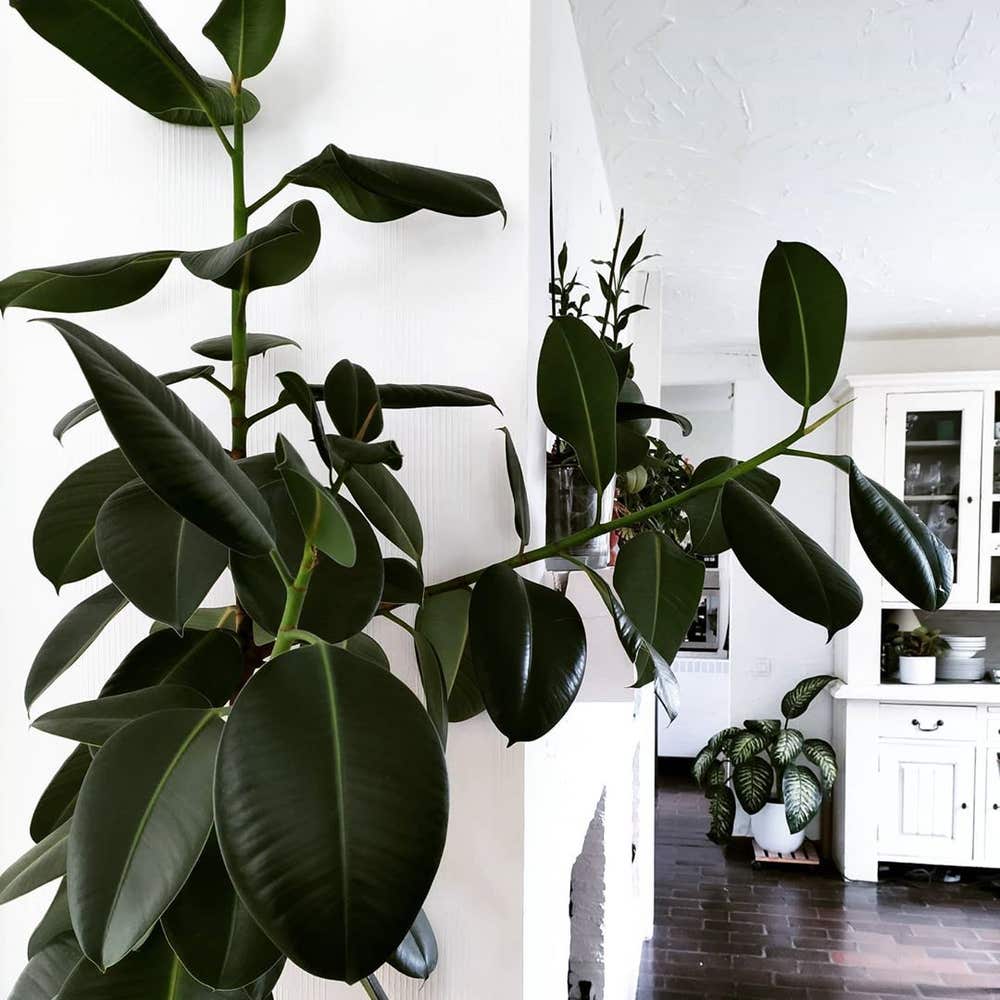 Photo of the plant species Ficus Robusta on Greg, the plant care app