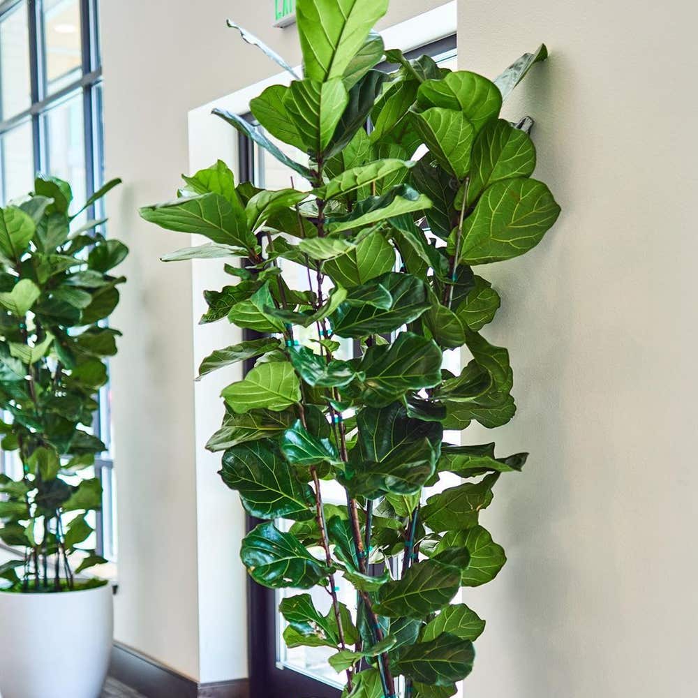 Photo of the plant species Fiddle Leaf Fig on Greg, the plant care app