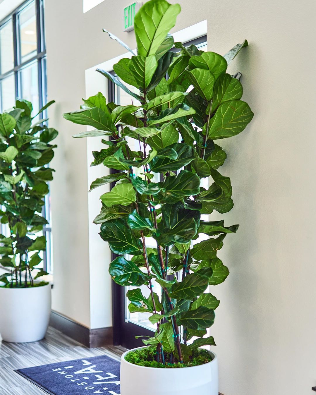 Personalized Fiddle Leaf Fig Care: Water, Light, Nutrients | Greg App