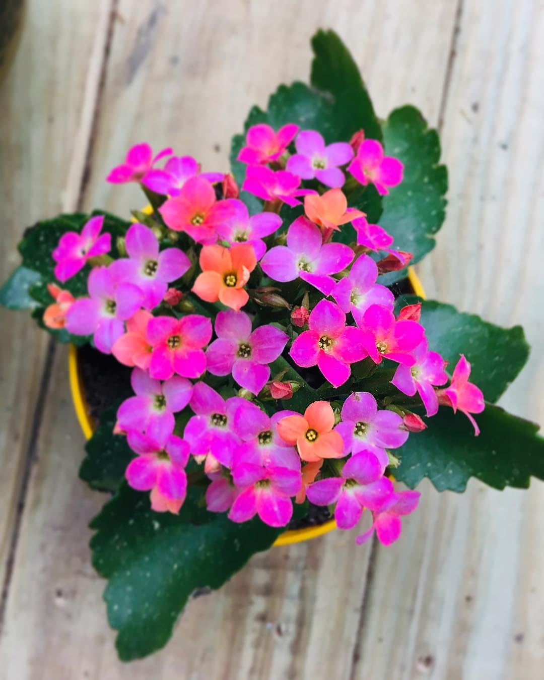 Florist Kalanchoe Plant Care Water, Light, Nutrients Greg App 🌱