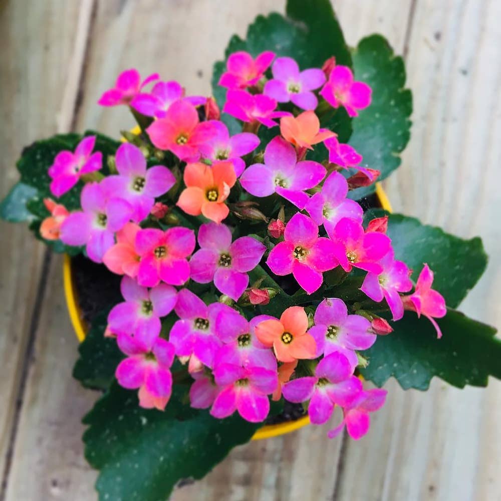 Photo of the plant species Florist Kalanchoe on Greg, the plant care app