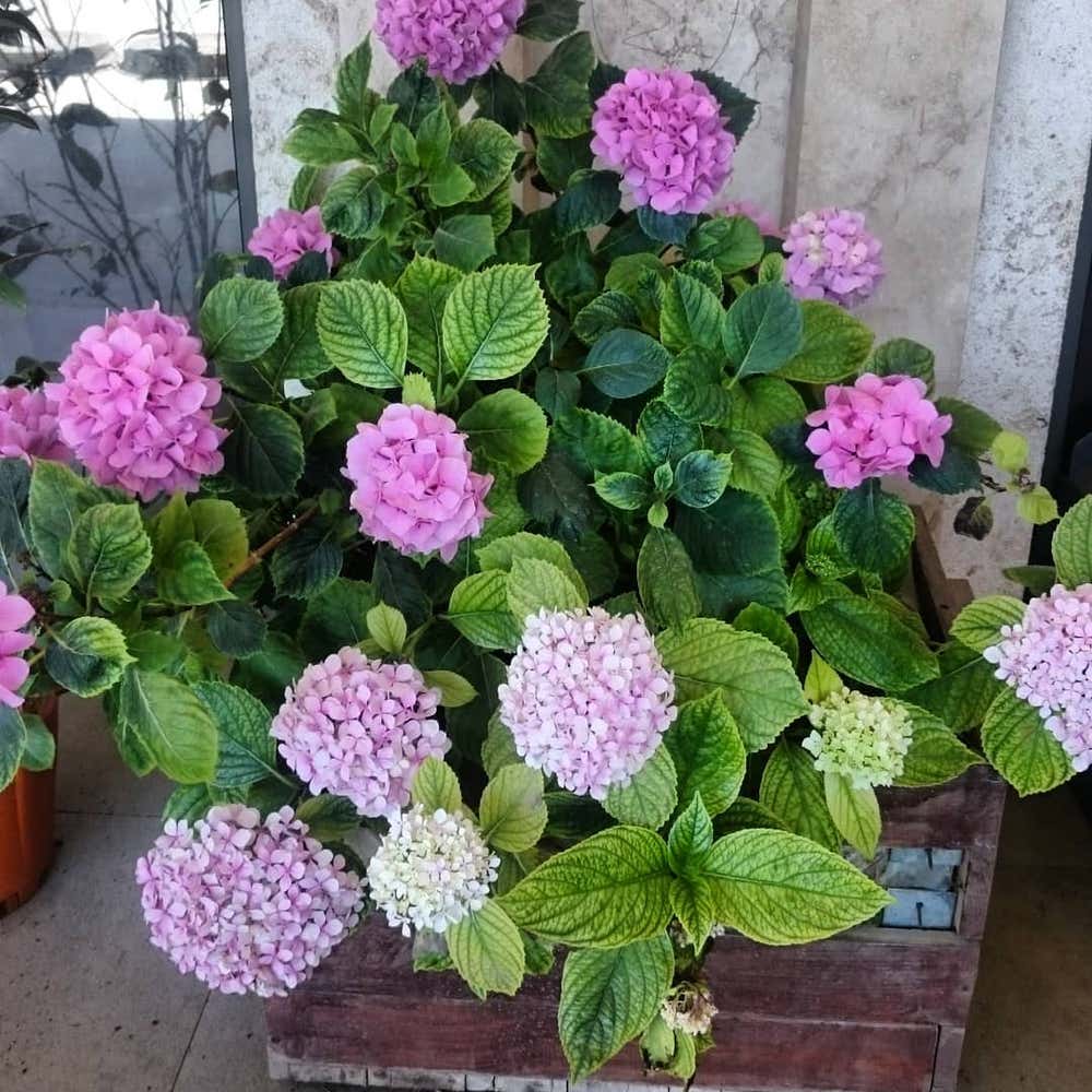 Photo of the plant species French Hydrangea on Greg, the plant care app