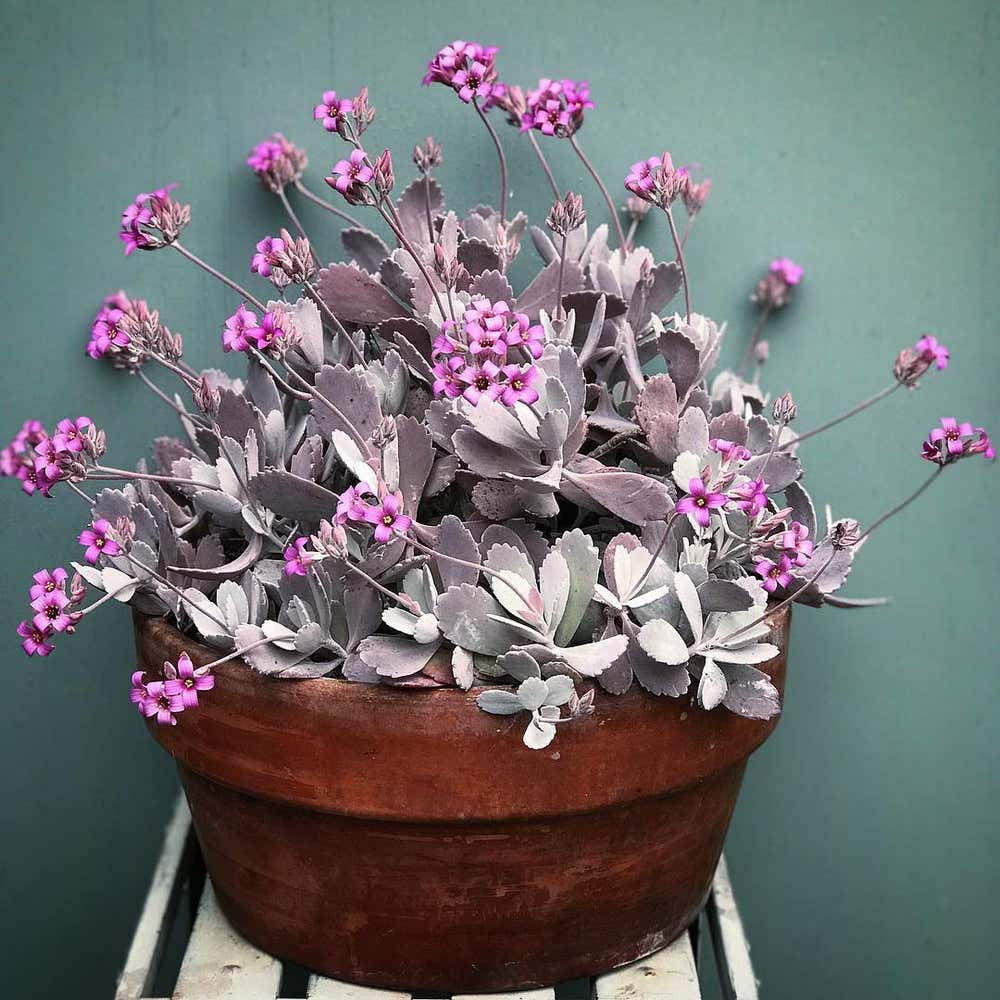 Photo of the plant species Frosty Pink Kalanchoe on Greg, the plant care app