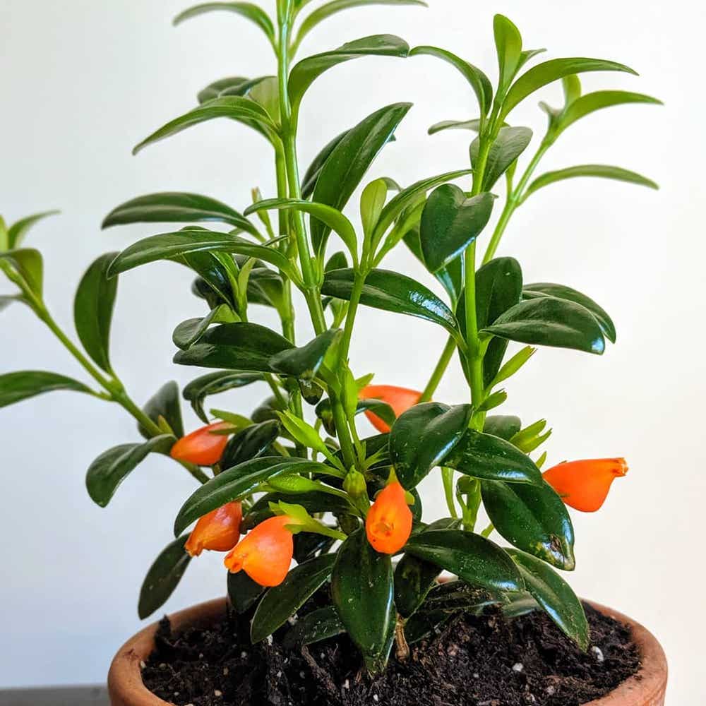Photo of the plant species Goldfish Plant on Greg, the plant care app