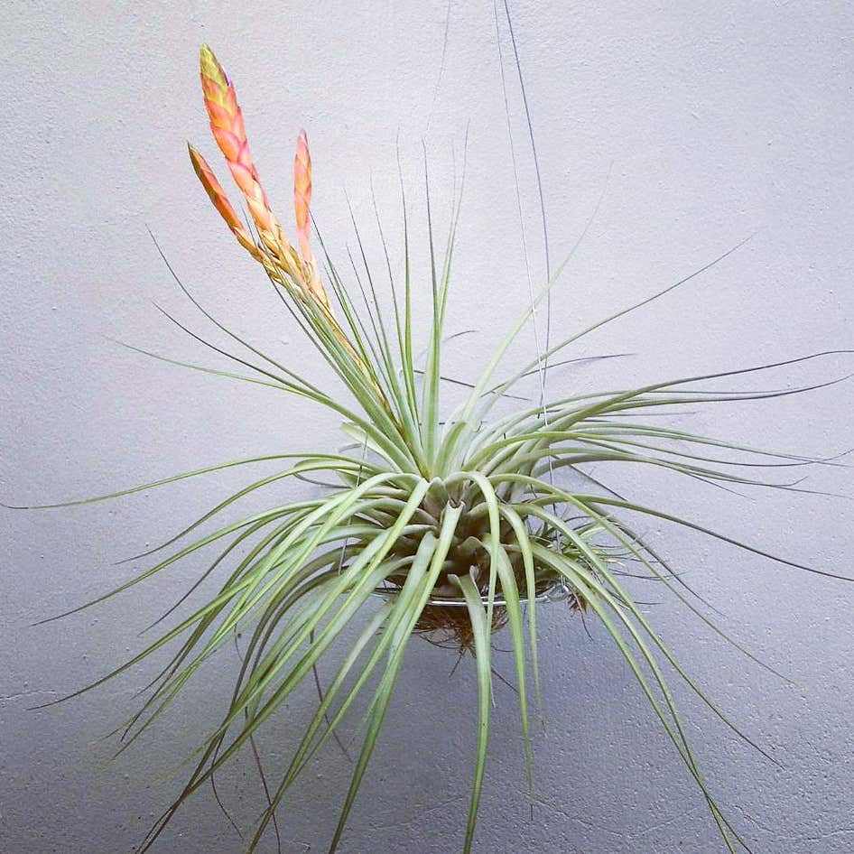 Photo of the plant species Giant Airplant on Greg, the plant care app