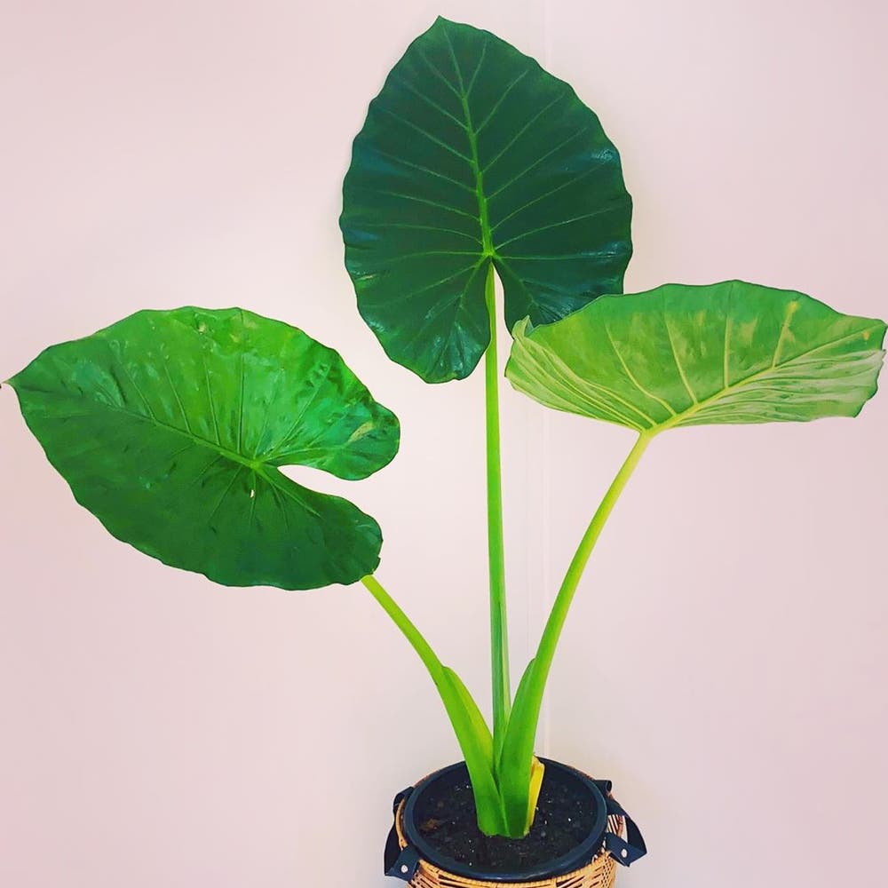 Photo of the plant species Giant Taro on Greg, the plant care app