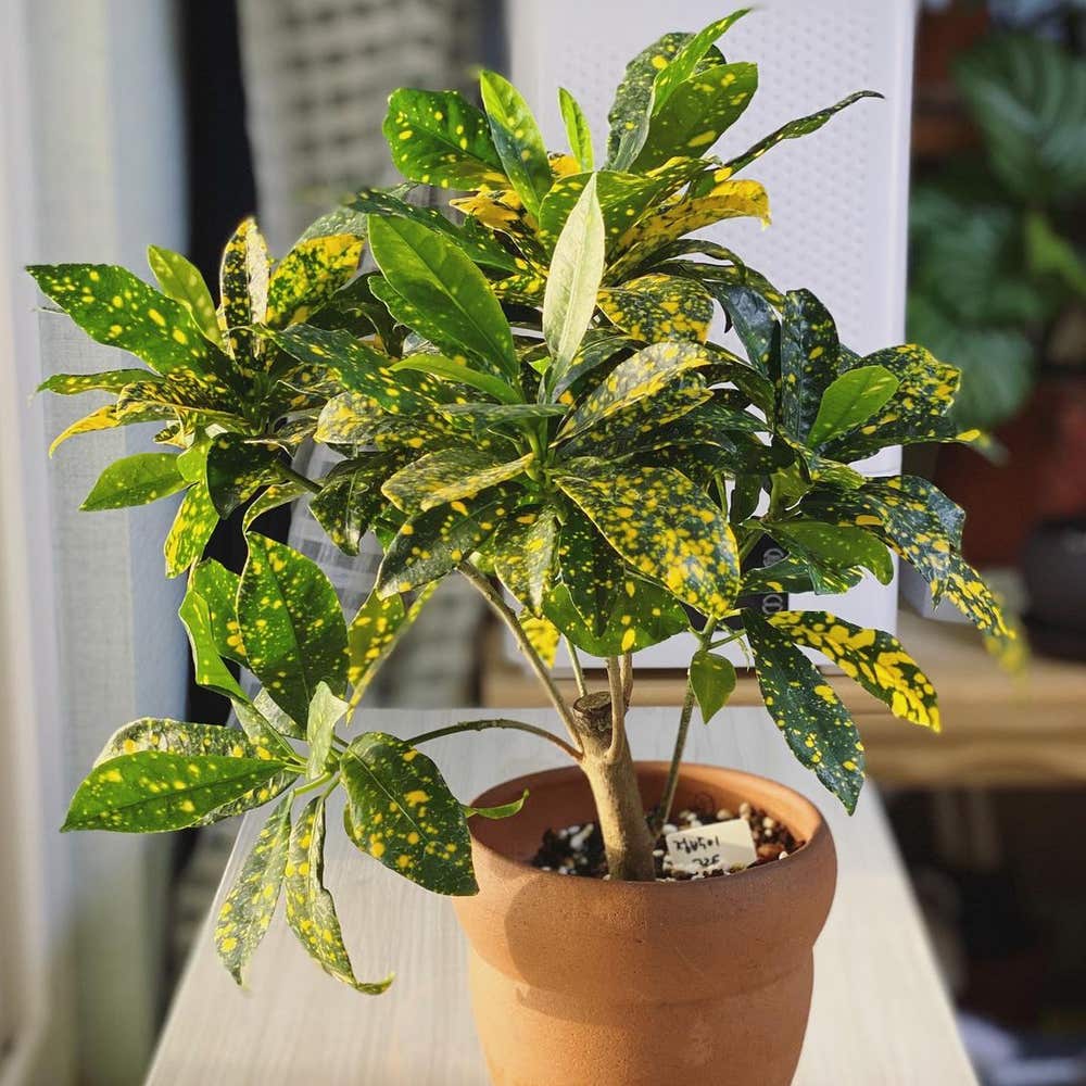 Personalized Gold Dust Croton Care: Water, Light, Nutrients Greg