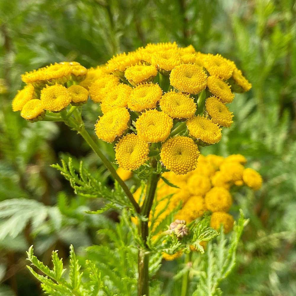 Photo of the plant species Tanacetum Vulgare on Greg, the plant care app